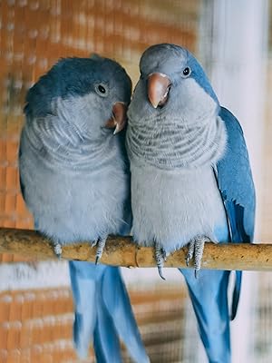 parakeets