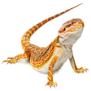 bearded dragon