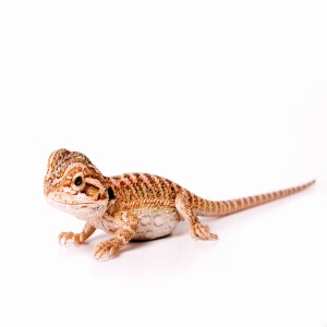 Bearded Dragon