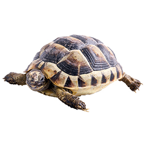 Tortoise