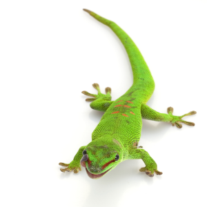 Gecko