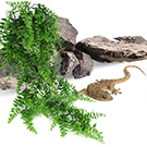 plants for reptile terrarium