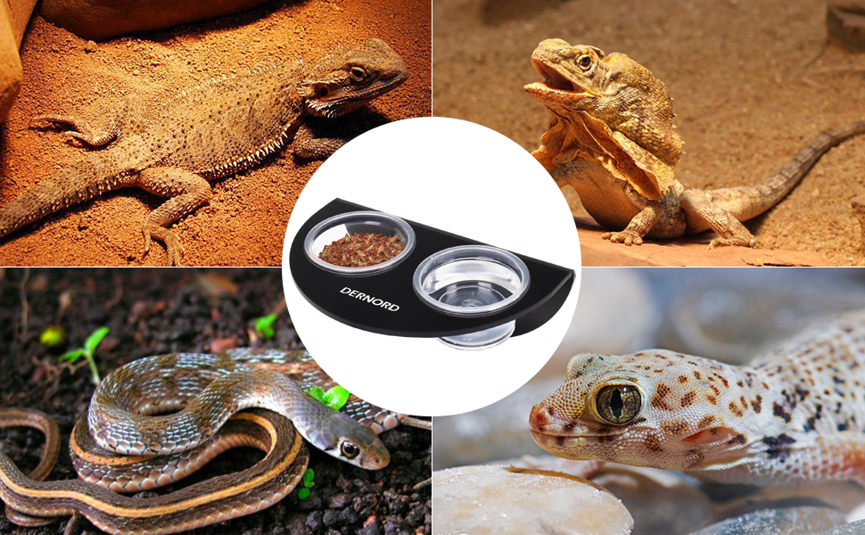 crested gecko food tortoise pet water dispenser tortoise substrate turtle tank food tortoise house