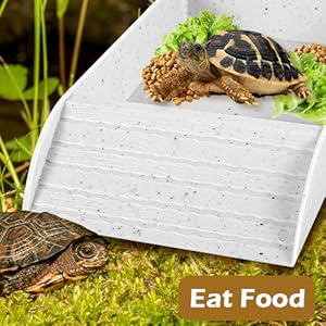 Tortoise Water Dish