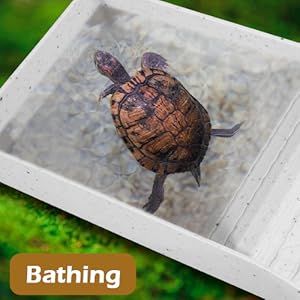 Tortoise Water Dish