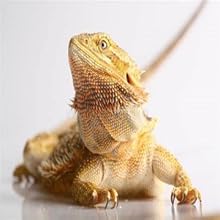 bearded dragon