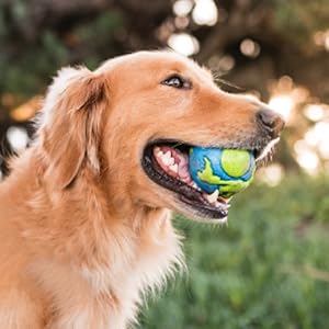 dog with Planet Dog treat stuffer toy