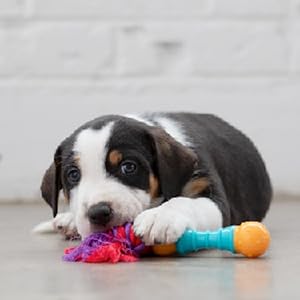 puppy with Petstages teething chew toy