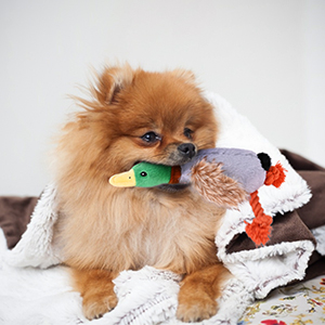 dog toys for puppies