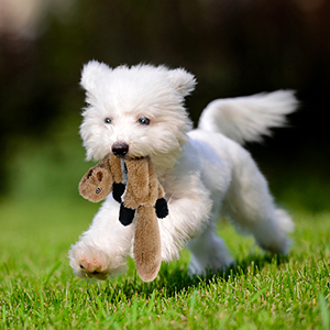 puppy chew toys