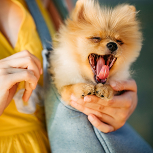 puppy teething chew toys