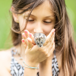 hamster toy