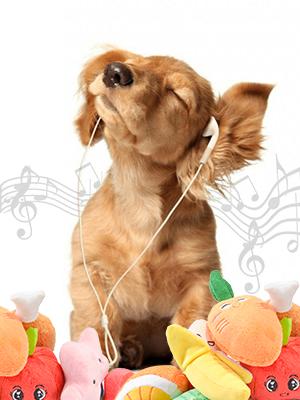 music dog