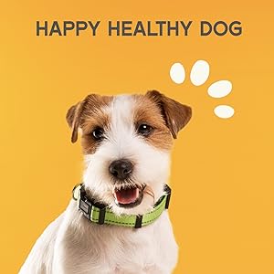 test happy healthy dog pets auroth harness collar smile snacks treats alert canine natural scavenge