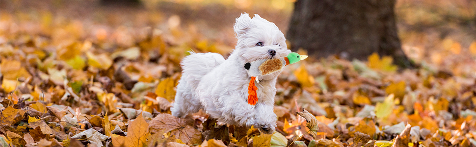 Plush Dog Toy