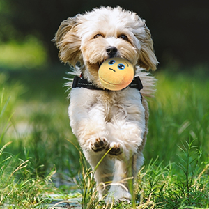 squeaky dog toys