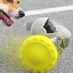 dog chasing toy