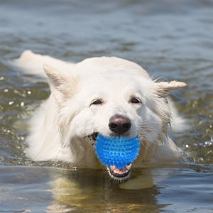 Ousiya 6 Pack Squeaky Dog Balls for Small Medium and Large Dogs, 9 cm Spiky Dog Balls