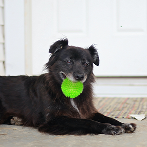 Ousiya 6 Pack Squeaky Dog Balls for Small Medium and Large Dogs, 9 cm Spiky Dog Balls