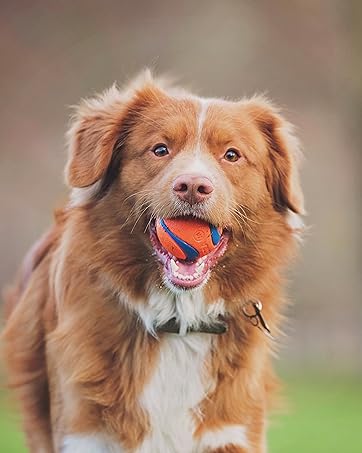 blue chuckit! fetch stick with two orange balls