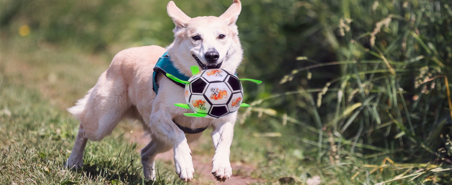 dog football