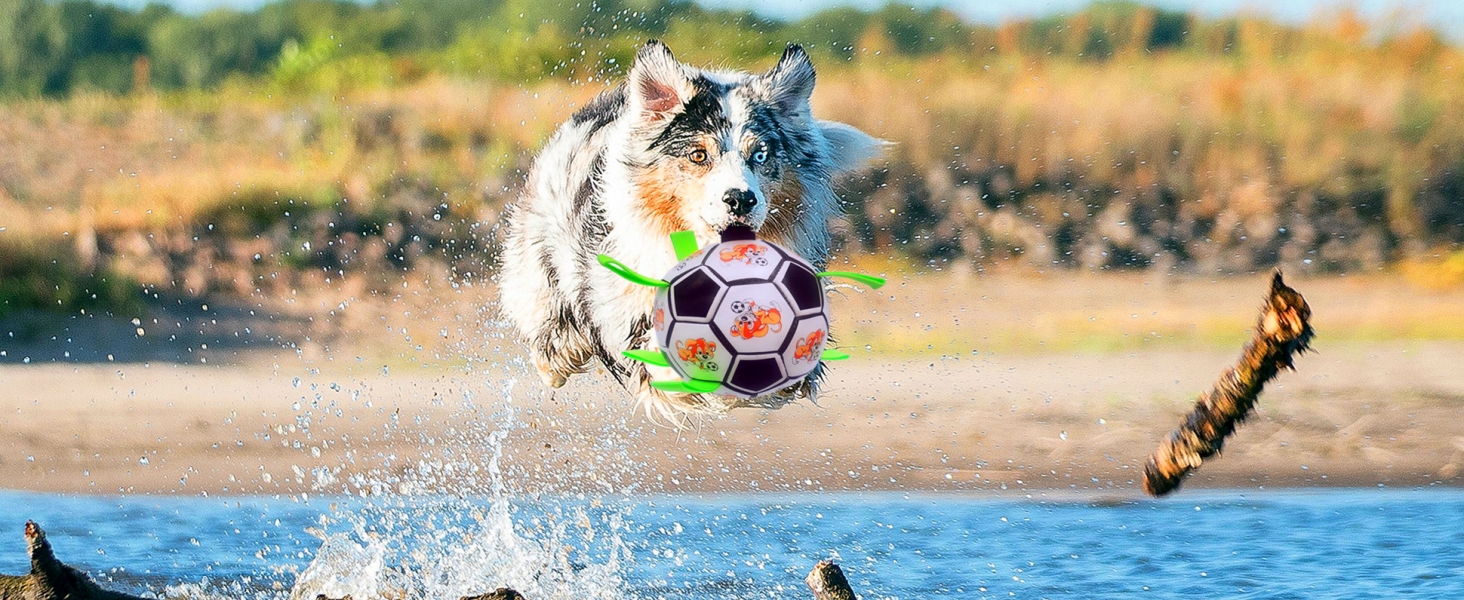 dog ball