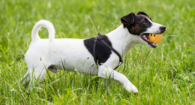 interactive fetch ball dog toys