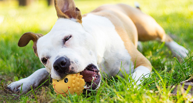 keep dogs busy  healthy toys