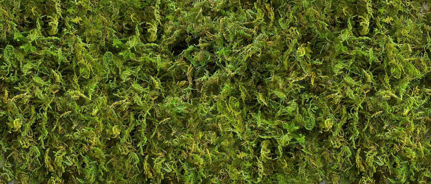 forest moss 