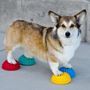 FitPAWS Paw Pods for Dog Agility