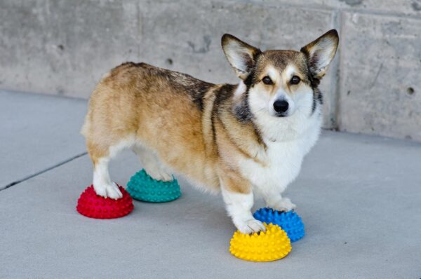 FitPAWS Paw Pods for Dog Agility