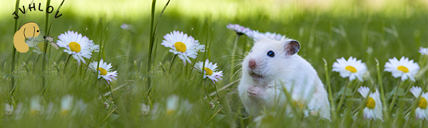 Hamster running ball