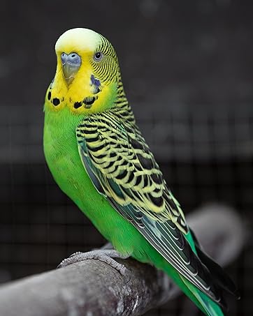 budgie