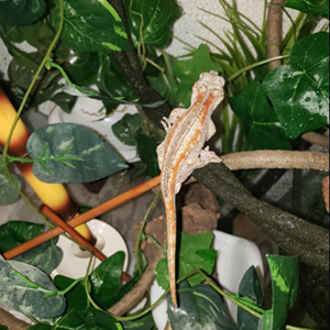 Hanging Plants