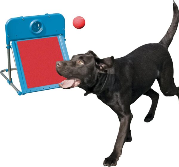 Rosewood Dog Agility Flyball,red/blue