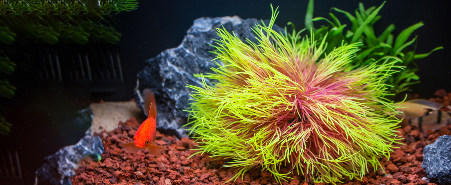 5-fish-tank-decorations-aquarium-decor-plants-aquarium-plants-1464-600