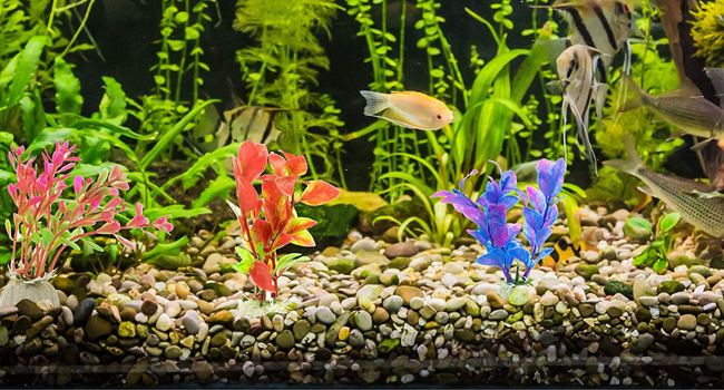 Aquarium Plants 9