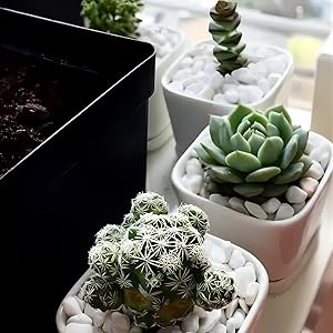 small white plant stones top dressing for indoor plants