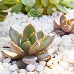 white stones for plant pot