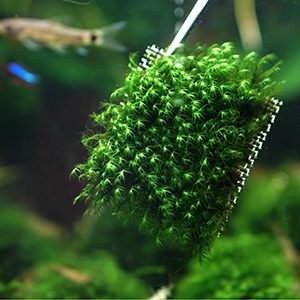 fish tank Plants Mesh