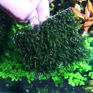 Aquarium Plants Mesh