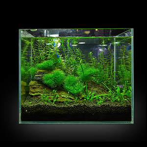 Aquarium Plants Mesh