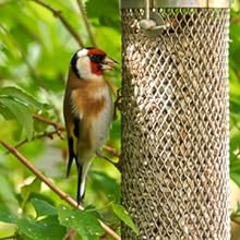 great tit feeder