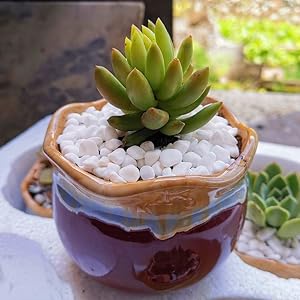 small decorative stones for houseplant