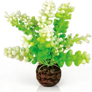 biOrb Caulerpa, Green