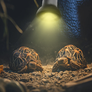 reptile heat lamp