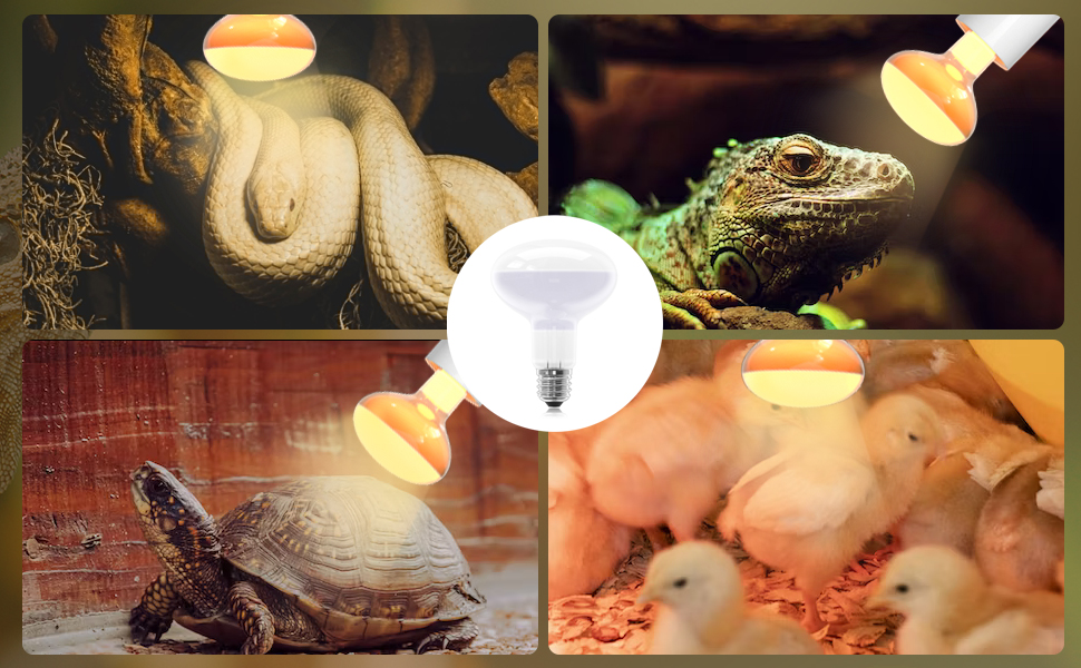 100W Reptile Heat Lamp Bulb