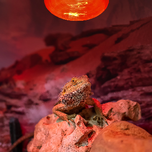 bearded dragon under Aqua-Terra Basking lamp