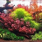 Aquarium Live Plants