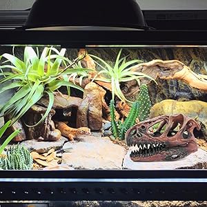 Transform Your Tank into a Prehistoric Paradise!